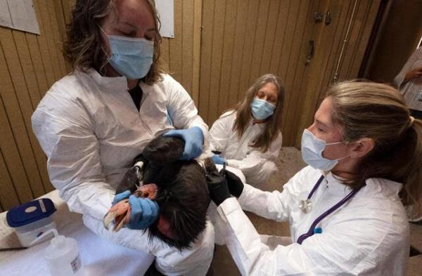 新疫苗有望使濒危的加州秃鹰免受致命禽流感的侵害
